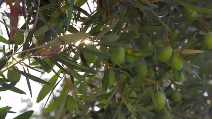 阳光照耀着橄榄树的树枝