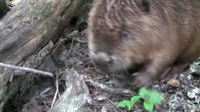 Beaver eating in natural environment