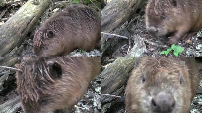 Beaver eating in natural environment