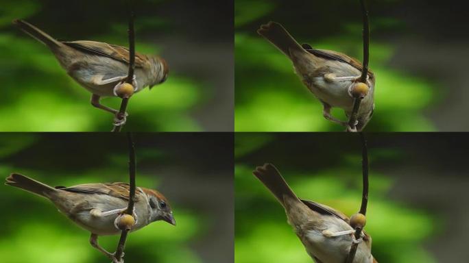 菲律宾玛雅人或欧亚树麻雀或通过人montanus perch on twig