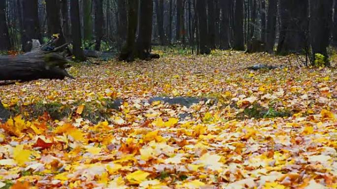 秋天森林中的落叶