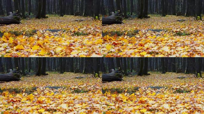 秋天森林中的落叶