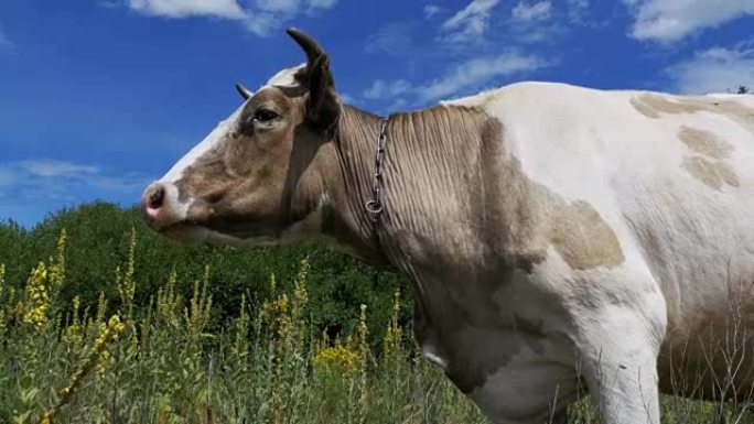 美丽的灰白相间的奶牛在草地上吃草