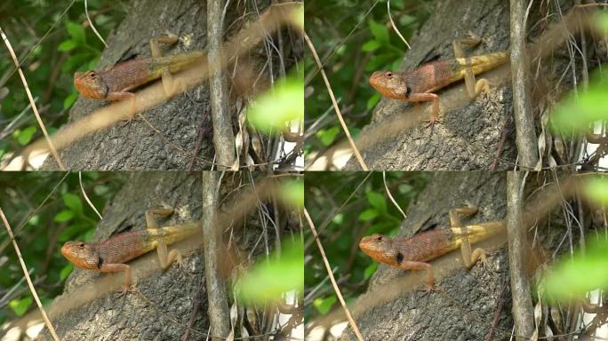 东方花园蜥蜴或可变蜥蜴攀爬在树上
