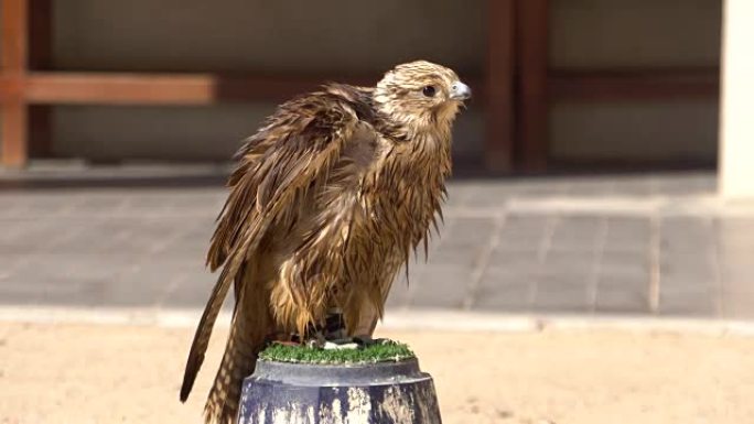 卡塔尔多哈猎鹰市场栖息处游隼的肖像。
