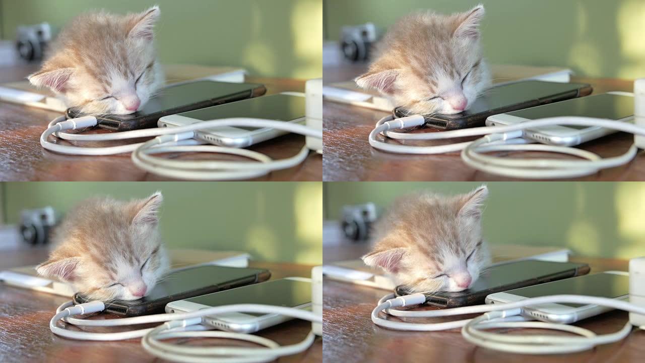 小猫正在用手机充电睡觉。