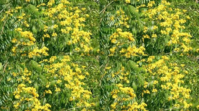 热带树上的黄色野花在微风中摇曳。委内瑞拉卡纳伊马国家公园