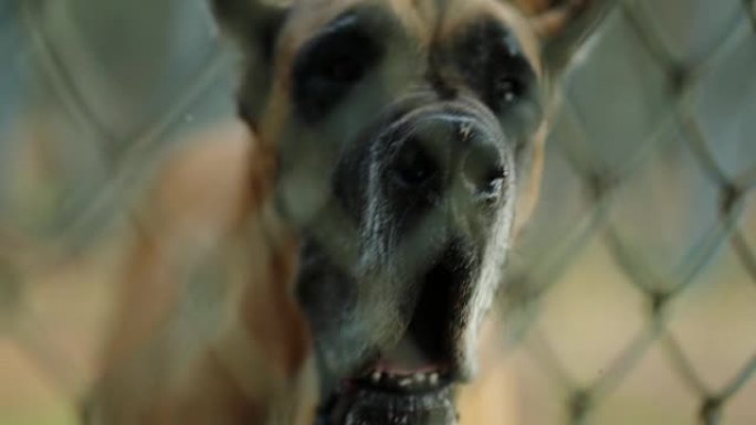 大丹犬品种的肖像。栅栏后面的狗