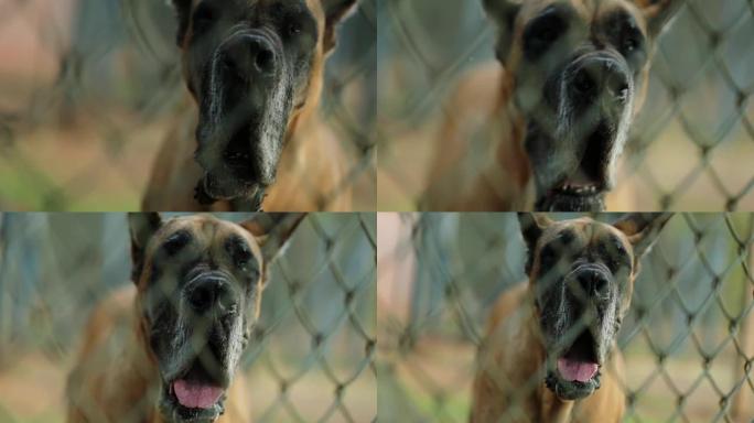 大丹犬品种的肖像。栅栏后面的狗