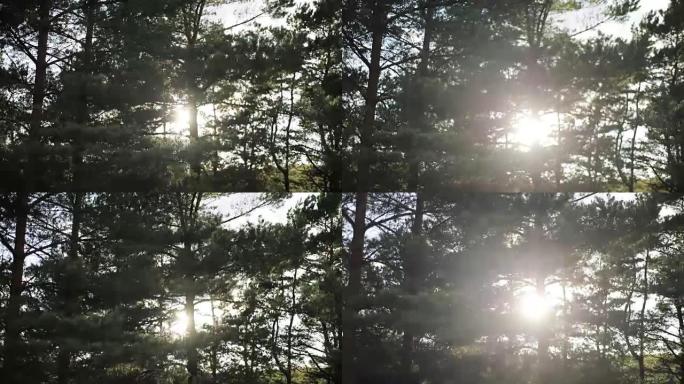 阳光照耀着松树森林大风天慢动作特写。强风摇摆针叶树树枝日落阳光中景。环境问题风暴海边天气预警警报