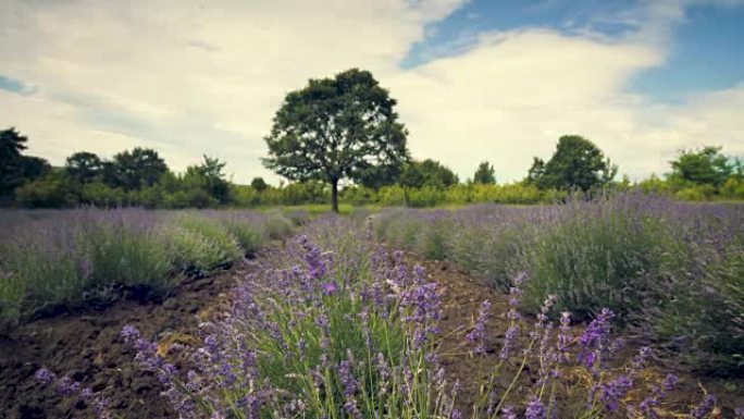 法国普罗旺斯一片田地盛开的薰衣草花丛。特写。视频