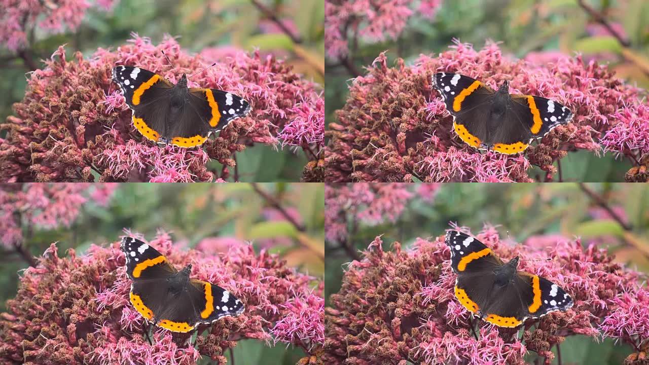 爱丁堡花园中粉红色花朵上张开翅膀的蝴蝶