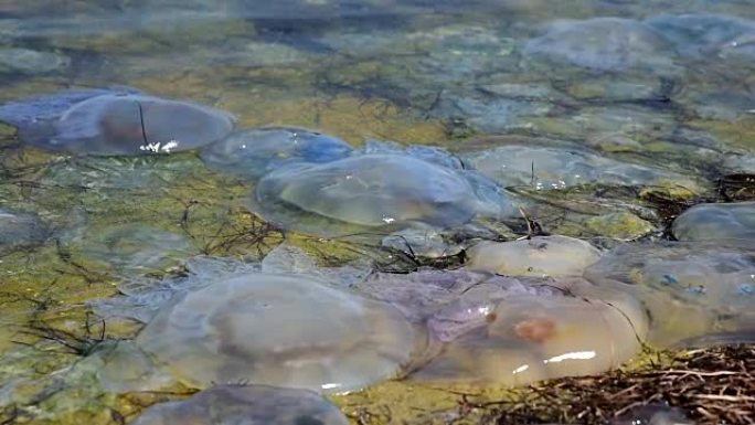 死大海蜇海边沿海城市生态破坏