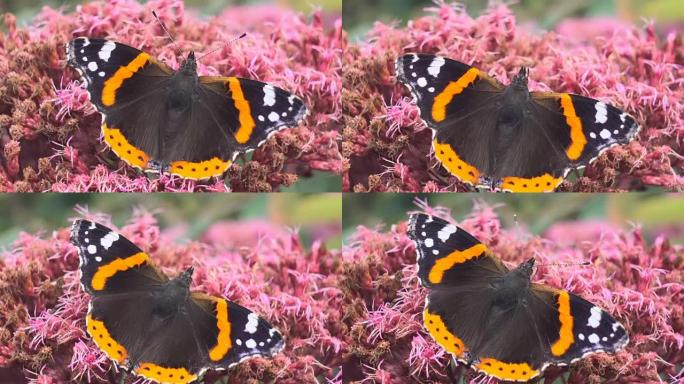花园中粉红色花朵上张开翅膀的蝴蝶