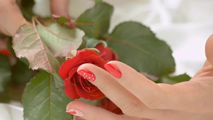 女人的手轻轻抚摸着玫瑰花蕾。
