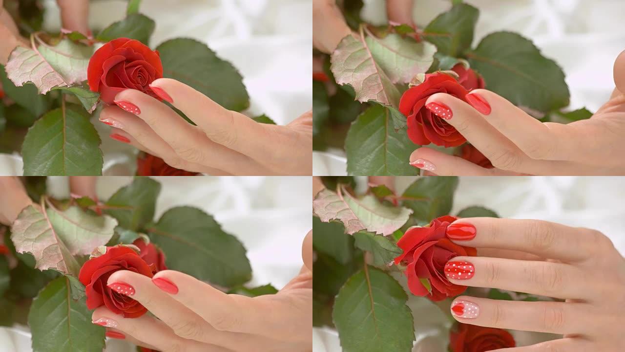 女人的手轻轻抚摸着玫瑰花蕾。