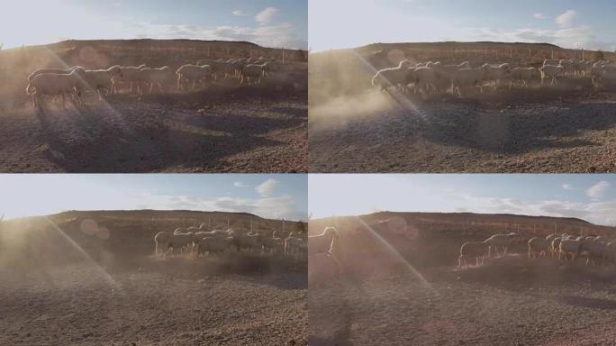 绵羊在尘土和日落中奔跑，投下长长的阴影