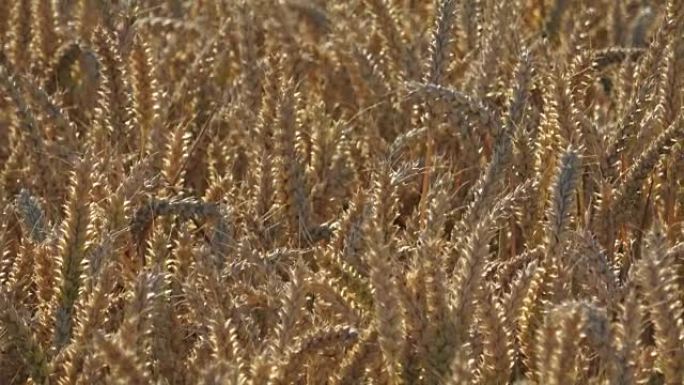 Field of rye. Close up yellow field of rye,agricul