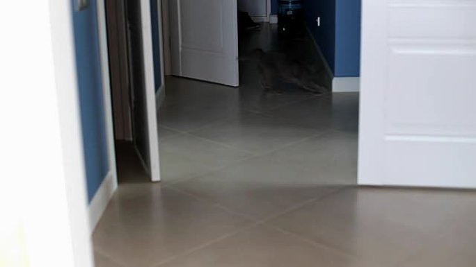 灰猫在公寓的走廊里玩耍