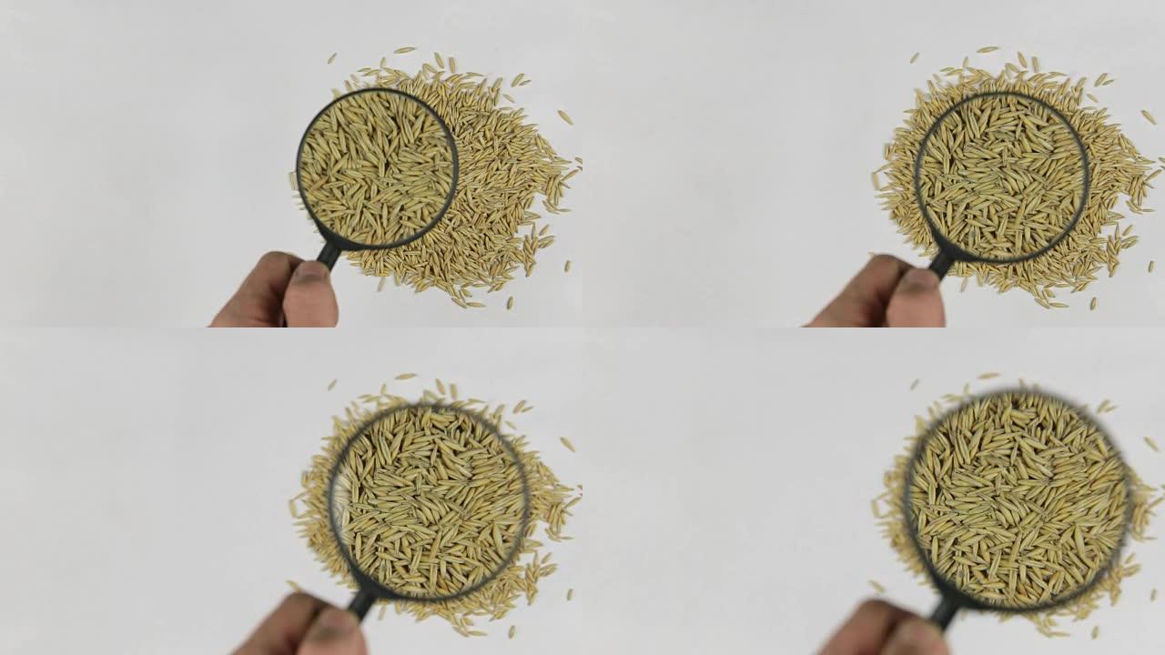 使用放大镜增加燕麦，研究谷物的质量