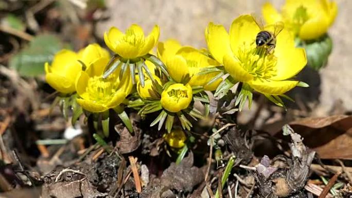 冬附子上的蜜蜂 (eranhis hyemalis) 花。