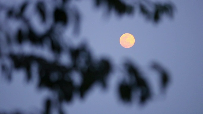 寂静的夜晚圆圆月亮高挂树枝上