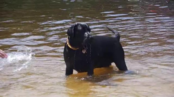 大黑狗在河里玩耍和游泳。慢动作