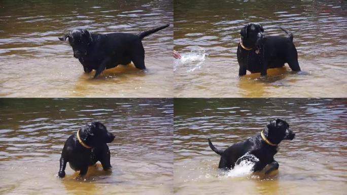 大黑狗在河里玩耍和游泳。慢动作