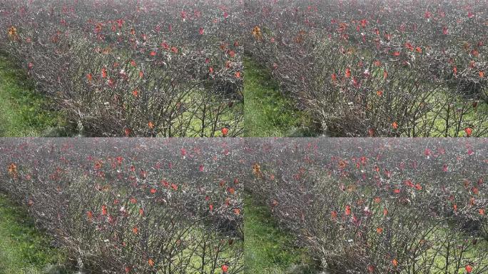 阿罗尼亚种植园，Apfelbeeren，乔克莓，黑乔克莓，果园，水果种植者，阿罗尼亚黑果芸香，Spe