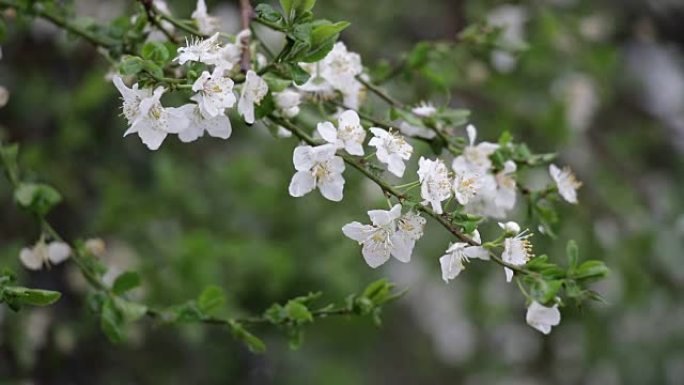 树木开花，下雨