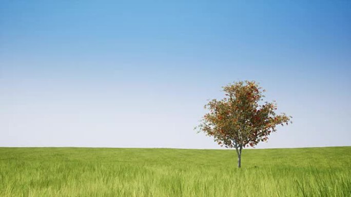 晴朗天空中的单树和绿地