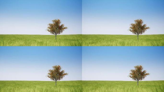 晴朗天空中的单树和绿地
