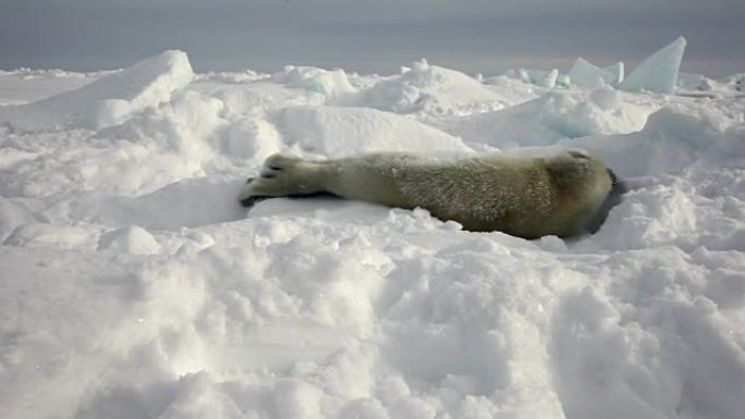 可爱的新生海豹在俄罗斯白雪海上。