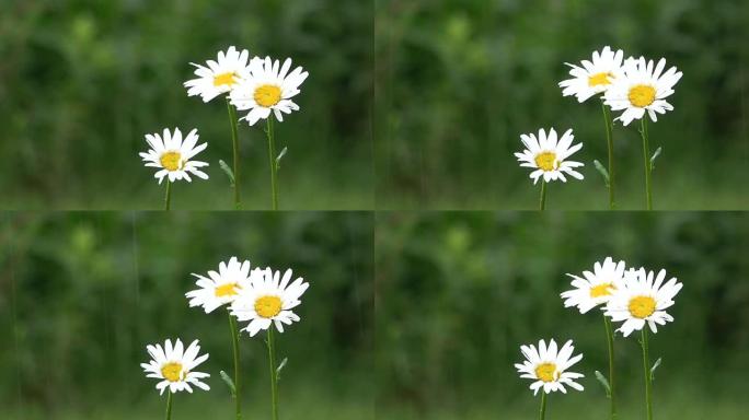 牛眼雏菊花，带雨滴，玛格丽特，草地，野花，4K