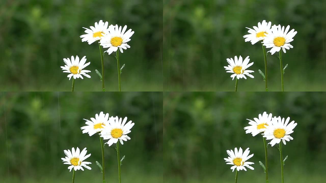 牛眼雏菊花，带雨滴，玛格丽特，草地，野花，4K