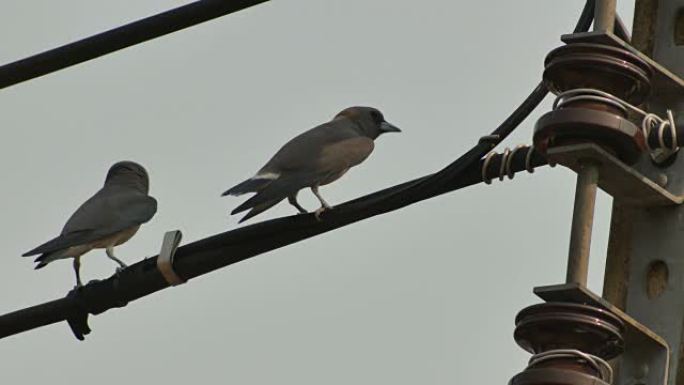 灰木-从电线上飞来的燕子