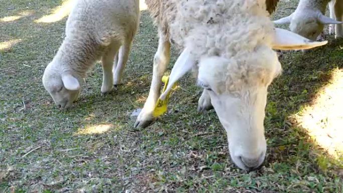 Close up Head of Sheep with lamb chew grass.