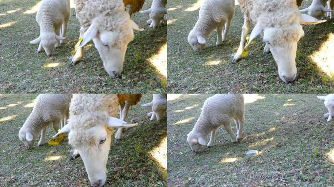 Close up Head of Sheep with lamb chew grass.