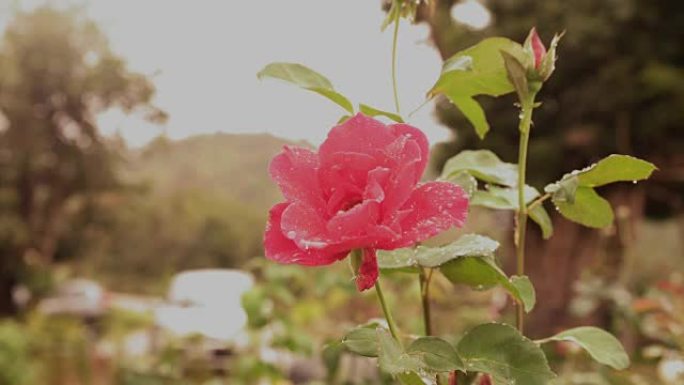 Zoom in motion pink rose flower with bokeh backgro