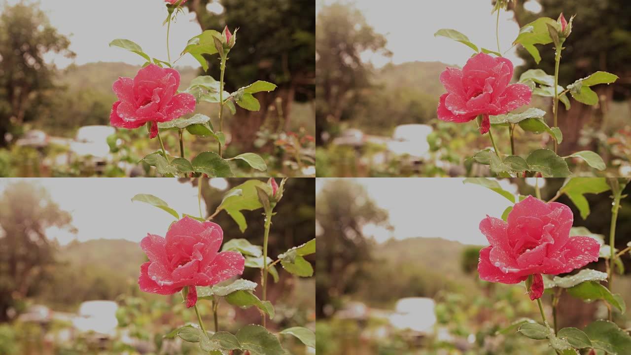Zoom in motion pink rose flower with bokeh backgro