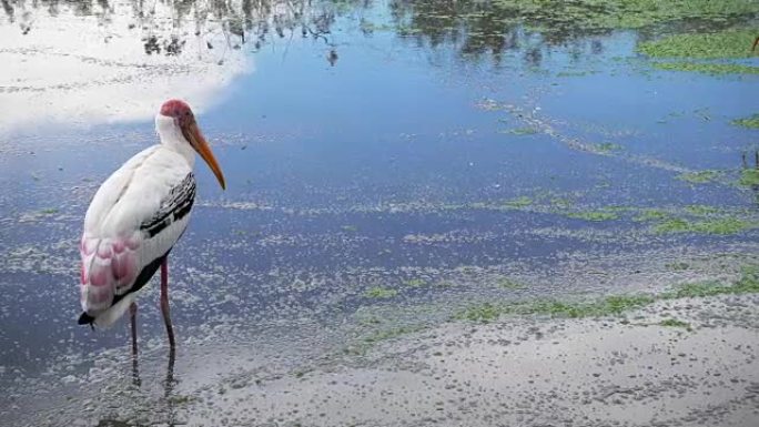 painted stork stand in the green pond and looking 