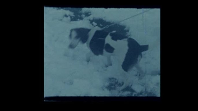 1964 5岁的小男孩和他的狗在雪中玩耍堆雪人