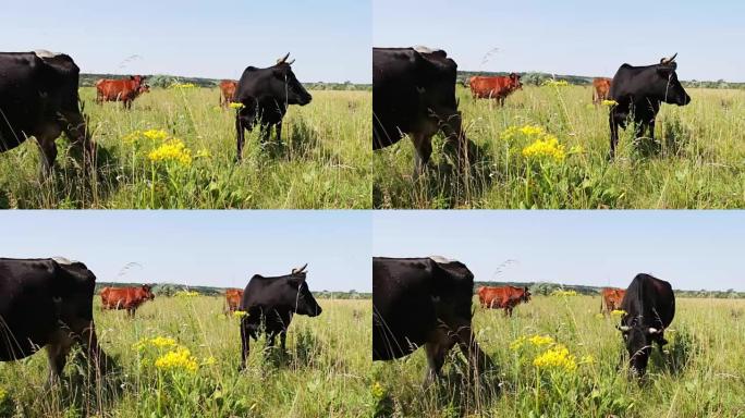 许多母牛在阳光下的草地上吃草，环顾四周