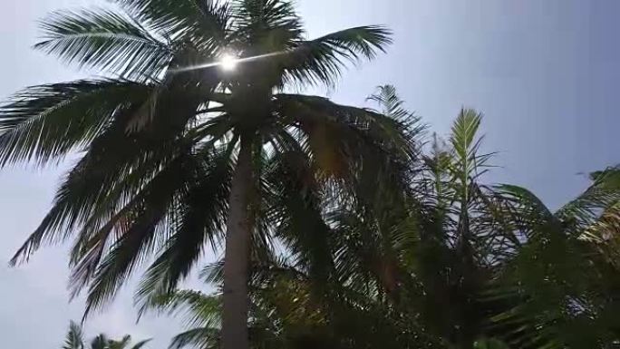 棕榈树和天空中的阳光