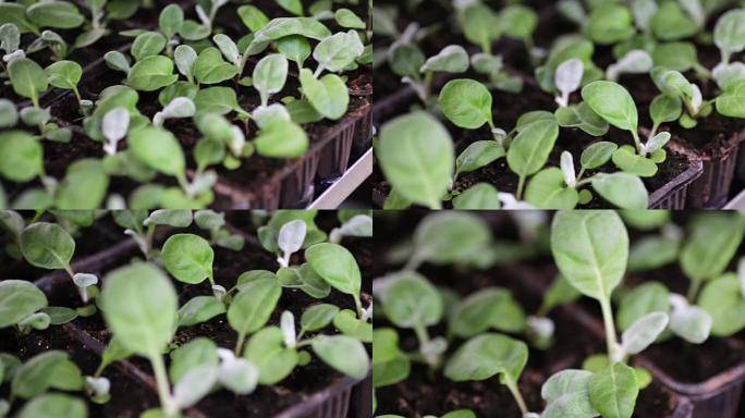 温室镰孢属植物，装饰园艺用植物栽培，选择性聚焦微距拍摄