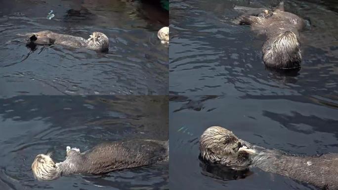 水中的卡兰海獭