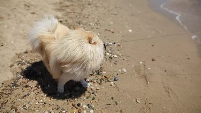 设得兰群岛成年牧羊犬害怕水