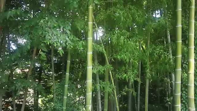 竹林公园的竹林中景深聚焦温和风