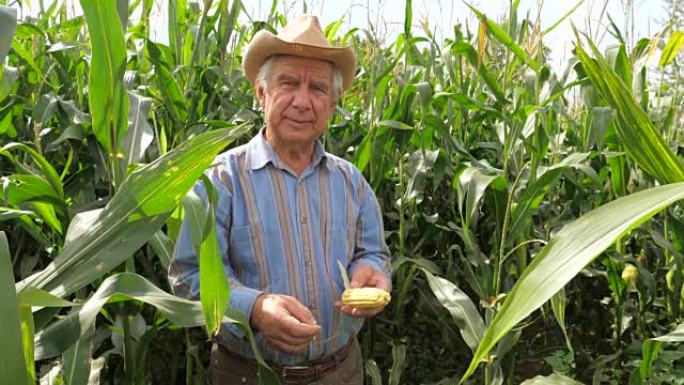 一位戴着牛仔帽的老年农民的肖像在玉米田里拿着玉米芯