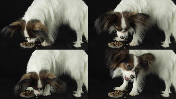 美丽的年轻公狗大陆玩具西班牙猎犬Papillon吃黑色背景的干粮慢动作素材视频